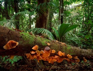 Ecuador: si all'energia eolica ma senza sacrificare le foreste - Salviamo  la foresta