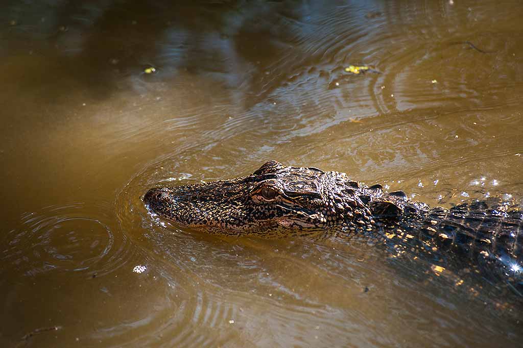 louisiana-alligatore-paludi