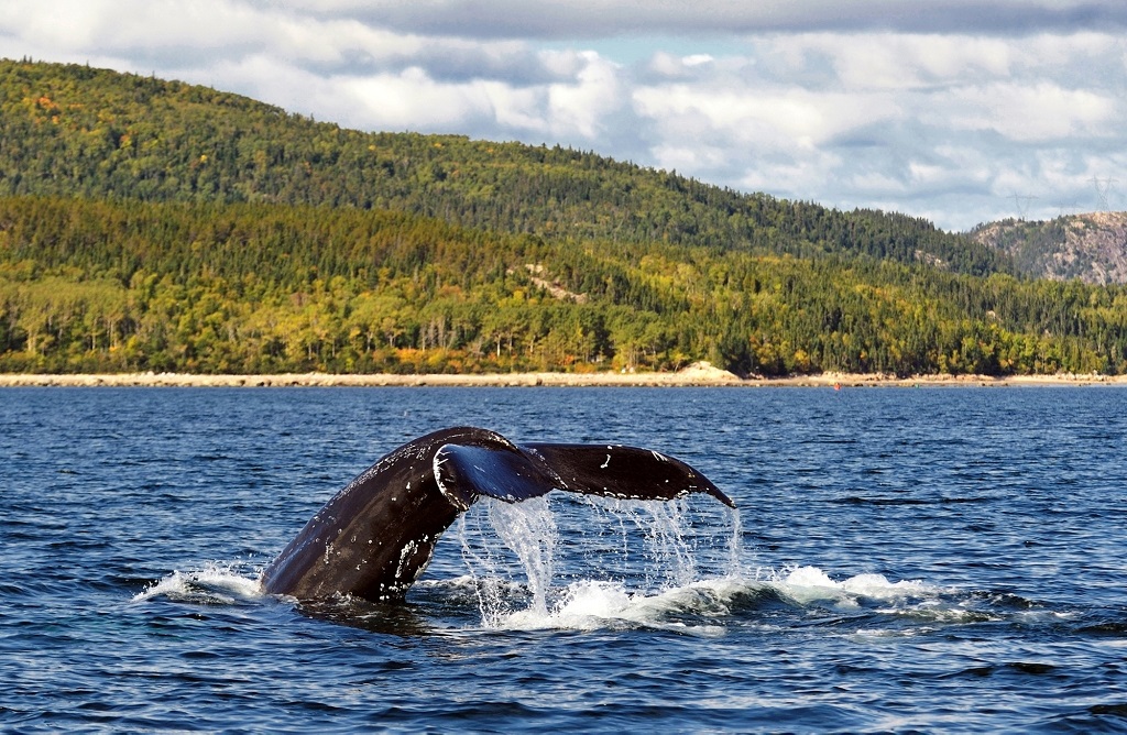 Whale watching, Quebec